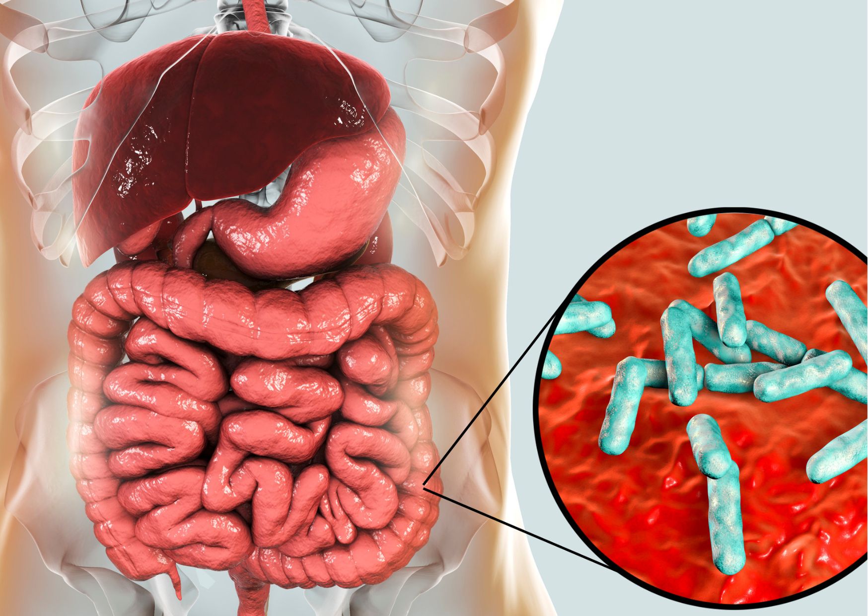 Test Del Microbioma Intestinale Mednote Shop